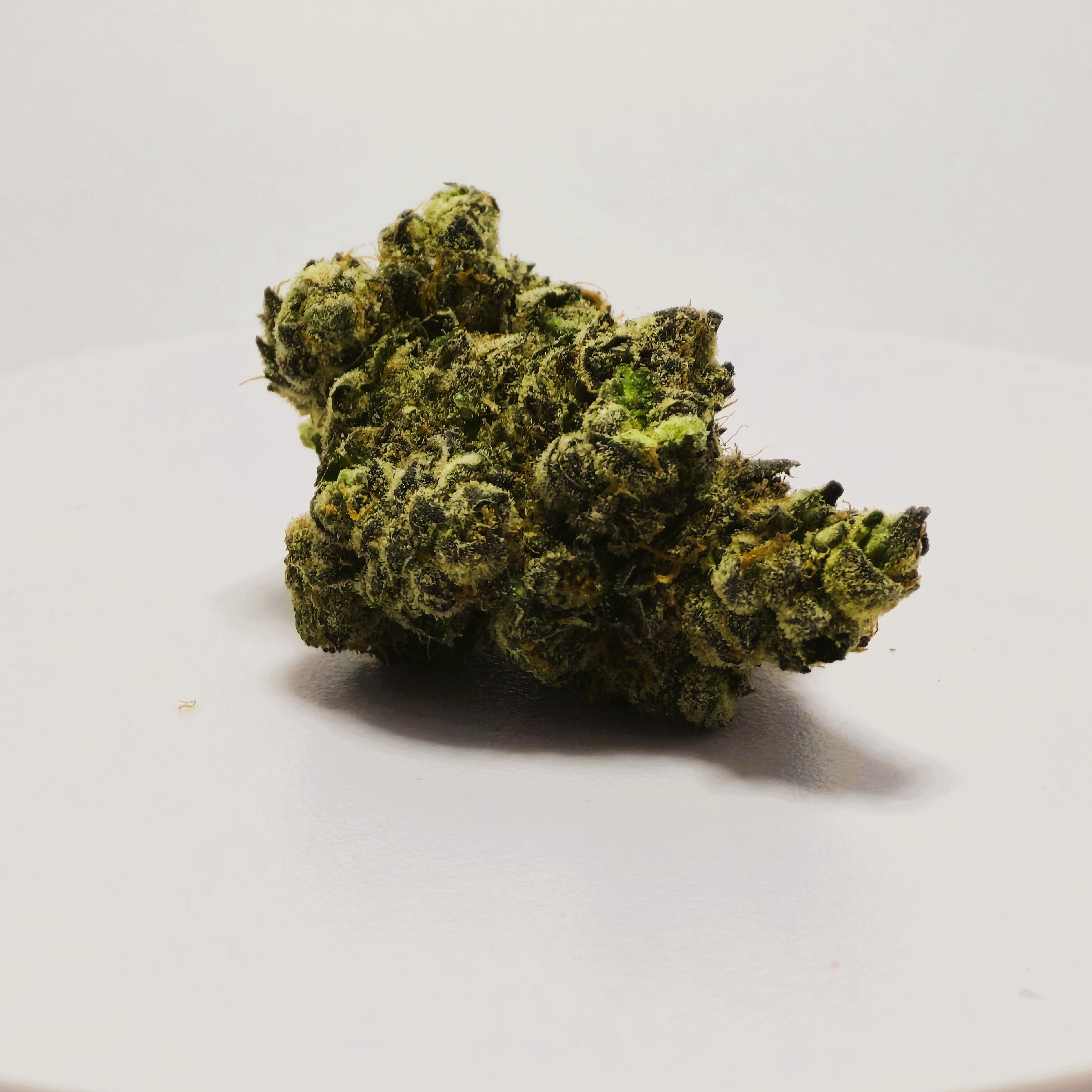 Zookies 5Gs
